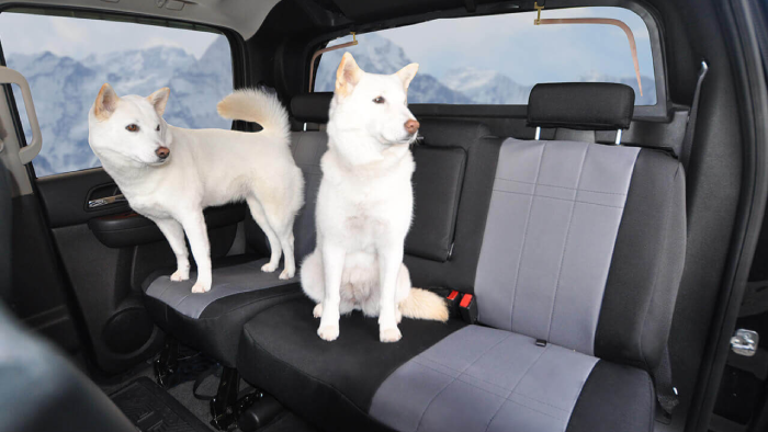 why-do-you-need-a-dog-seat-cover.png why-do-you-need-a-dog-seat-cover.png